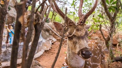 Trincomalee Deer Park