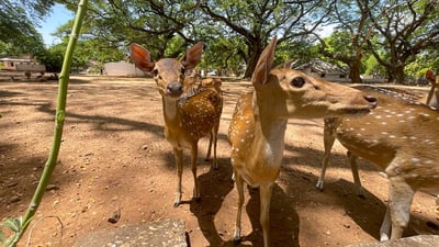 Trincomalee Deer Park