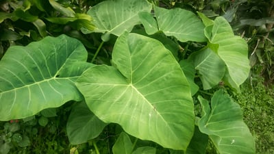 Taro Leaves