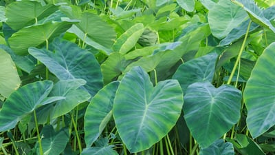 Taro Leaves