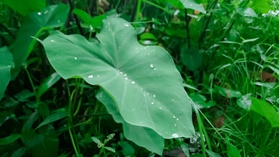 Taro Leaves