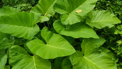 Taro Leaves