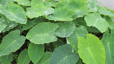 Taro Leaves