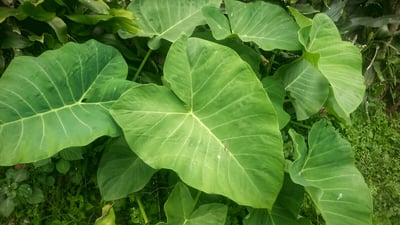 Taro Leaves