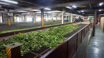 Embilmeegama Tea Factory