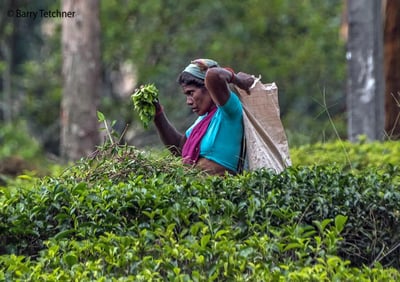 Embilmeegama Tea Factory