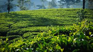 Embilmeegama Tea Factory