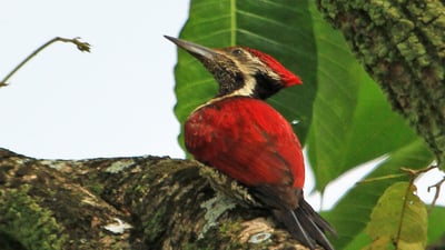 Red backed Flameback