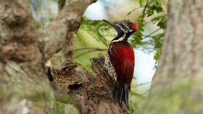 Red backed Flameback