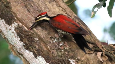 Red backed Flameback