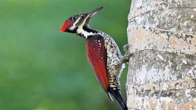 Red backed Flameback