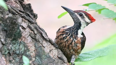 Red backed Flameback