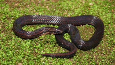 Common Rough-sided Snake