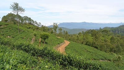 Shawlands Tea Estate