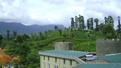 Mlesna Tea Castle St Claire