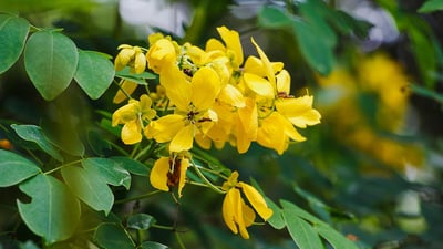 Cassia senna; Seneha kola