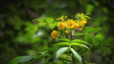 Cassia senna; Seneha kola