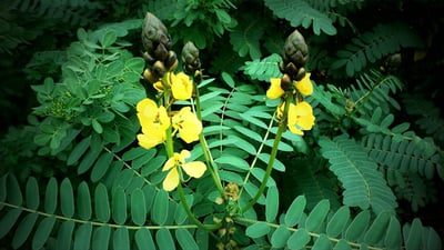Cassia senna; Seneha kola