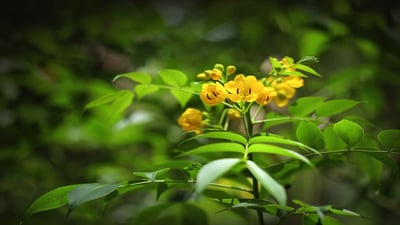 Cassia senna; Seneha kola