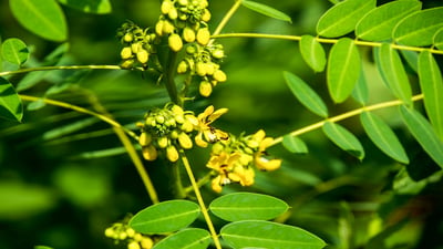Cassia senna; Seneha kola