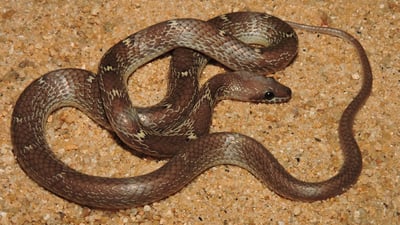 Flowery Wolf Snake