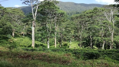 Dampahala Tea Factory