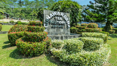 Gunawardana Tea Estate