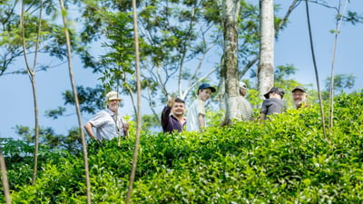 Gunawardana Tea Estate