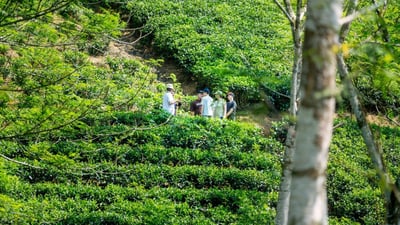 Gunawardana Tea Estate