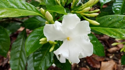 Pinwheel flower