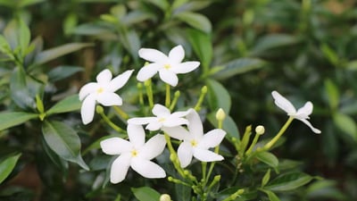 Pinwheel flower