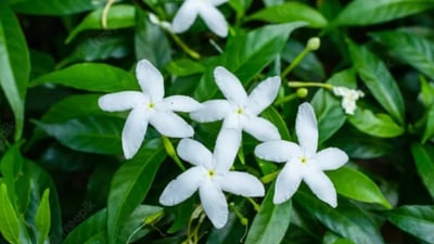 Pinwheel flower