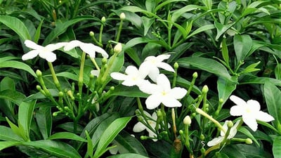 Pinwheel flower