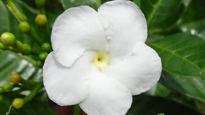 Pinwheel flower