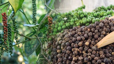Ceylon Black Pepper