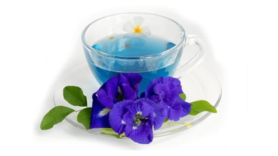 Clitoria ternatea