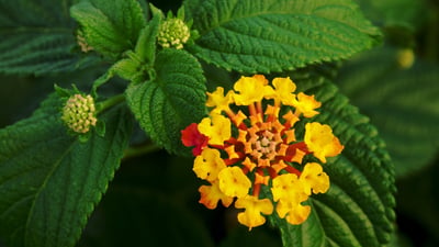 Wild Lantana