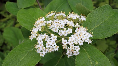 Wild Lantana