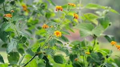 Wild Lantana