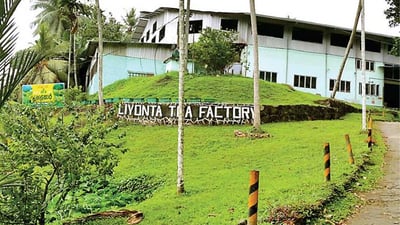 Liyota Tea Estate