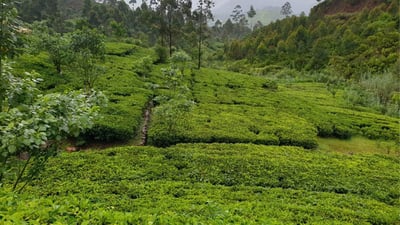 Liyota Tea Estate