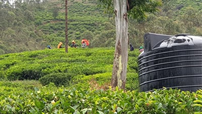 Liyota Tea Estate