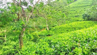 Liyota Tea Estate