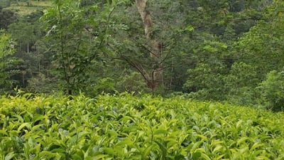 Liyota Tea Estate