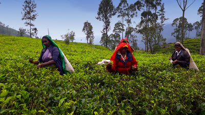 Liyota Tea Estate