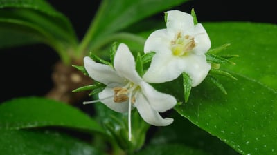 Carmona microphylla