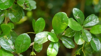 Carmona microphylla