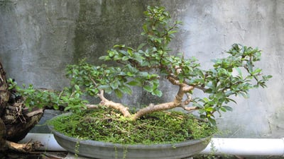 Carmona microphylla