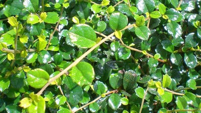 Carmona microphylla