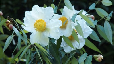 Endemic Flowers